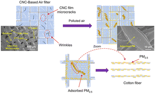 Graphical abstract: Cellulose nanocrystals as renewable materials for suppressing hazardous PM2.5 pollution