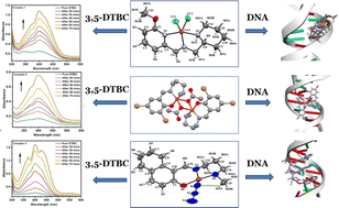 Graphical abstract: Unveiling the catecholase activities and DNA binding interaction of mono-, di-, and polymeric Cu(ii) complexes derived from heterogeneous Schiff base ligands