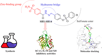 Graphical abstract: Sulfonamides linked to sulfonate esters via hydrazone functionality: synthesis, human carbonic anhydrase inhibitory activities, and molecular modeling studies
