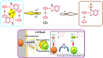 Graphical abstract: Mono- and di-ferrocene conjugated 5-methyl benzimidazole based multi-channel receptors for cations/anions with their antimicrobial and anticancer studies