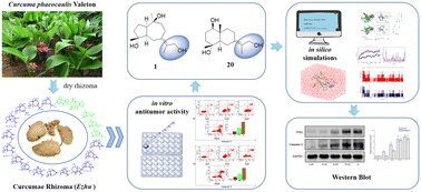 Graphical abstract: Sesquiterpenoids isolated from the rhizome of Curcuma phaeocaulis Valeton: antitumor activity, in silico molecular docking and molecular dynamics study