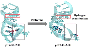 Graphical abstract: Mechanism of pH influence on aptamer binding with Cd2+ revealed by molecular dynamics simulation