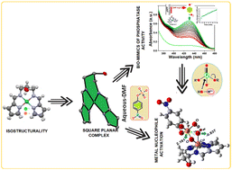 Graphical abstract: Tailor-made isostructural copper(ii) and nickel(ii) complexes with a newly designed (N,N)-donor scaffold as functional mimics of alkaline phosphatase