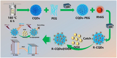 Graphical abstract: Ratiometric fluorescence detection of doxorubicin by R-CQDs based on the inner filter effect and fluorescence resonance energy transfer