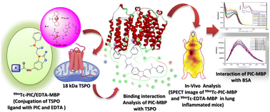 Graphical abstract: Comparison of PIC and EDTA-coupled acetamidobenzoxazolone probes as a specific marker for a 18 kDa protein (TSPO)