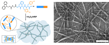 Graphical abstract: Enzymatically cross-linked peptide hydrogels for enhanced self-assembling capability and controlled drug release