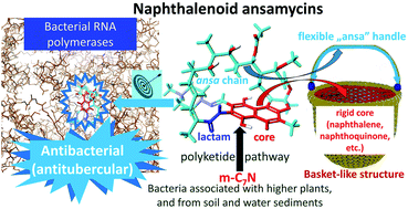 Graphical abstract: Modifications, biological origin and antibacterial activity of naphthalenoid ansamycins