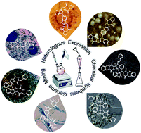 Graphical abstract: Chemical synthesis in competition with global genome mining and heterologous expression for the preparation of dimeric tryptophan-derived 2,5-dioxopiperazines