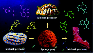 Graphical abstract: Recent advances on marine mollusk-derived natural products: chemistry, chemical ecology and therapeutical potential
