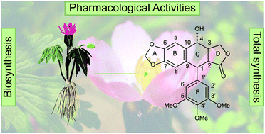 Graphical abstract: Biosynthesis, total synthesis, and pharmacological activities of aryltetralin-type lignan podophyllotoxin and its derivatives