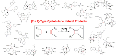 Graphical abstract: [2 + 2]-Cycloaddition-derived cyclobutane natural products: structural diversity, sources, bioactivities, and biomimetic syntheses
