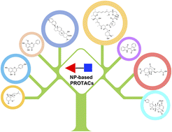 Graphical abstract: Natural product-based PROteolysis TArgeting Chimeras (PROTACs)