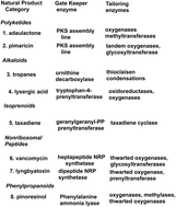 Graphical abstract: Tailoring enzyme strategies and functional groups in biosynthetic pathways