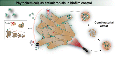 Graphical abstract: The action of phytochemicals in biofilm control