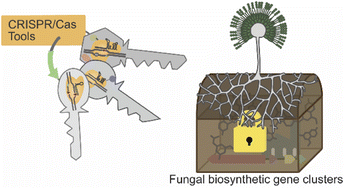 Graphical abstract: The expanding CRISPR toolbox for natural product discovery and engineering in filamentous fungi