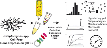 Graphical abstract: Streptomyces cell-free systems for natural product discovery and engineering