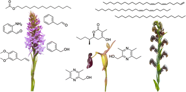Graphical abstract: The volatile chemistry of orchid pollination