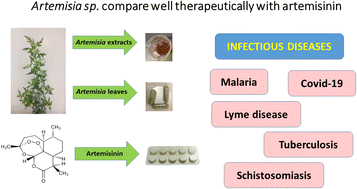 Graphical abstract: Artemisinin as a therapeutic vs. its more complex Artemisia source material