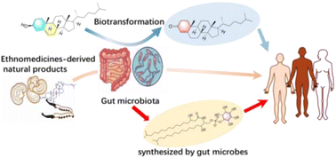 Graphical abstract: Recent advances in gut microbiota-associated natural products: structures, bioactivities, and mechanisms