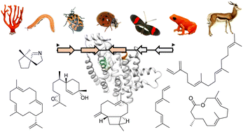 Graphical abstract: Terpene synthases and pathways in animals: enzymology and structural evolution in the biosynthesis of volatile infochemicals