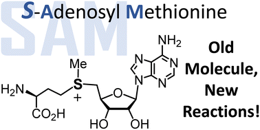 Graphical abstract: S-Adenosylmethionine: more than just a methyl donor