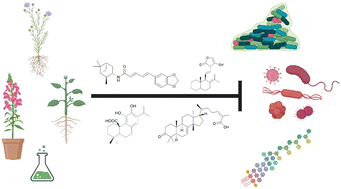 Graphical abstract: Recent advances in the discovery of plant-derived antimicrobial natural products to combat antimicrobial resistant pathogens: insights from 2018–2022