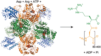 Graphical abstract: Cyanophycin and its biosynthesis: not hot but very cool