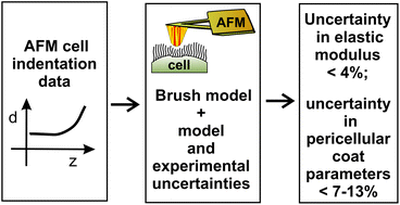 Graphical abstract: Cell mechanics can be robustly derived from AFM indentation data using the brush model: error analysis
