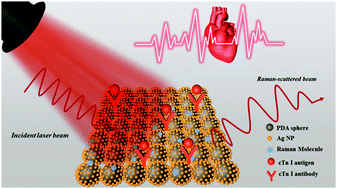 Graphical abstract: Polydopamine stabilizes silver nanoparticles as a SERS substrate for efficient detection of myocardial infarction