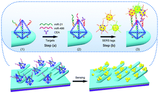 Graphical abstract: DNA self-assembled Au nanoparticle clusters on silver nanorod arrays for high-sensitive and multiplex detection of cancer-related biomarkers