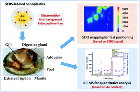 Graphical abstract: Quantitative assessment of in vivo distribution of nanoplastics in bivalve Ruditapes philippinarum using reliable SERS tag-labeled nanoplastic models