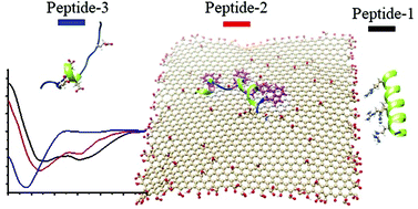 Graphical abstract: Graphene oxide as a dual template for induced helicity of peptides