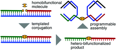 Graphical abstract: Template-directed conjugation of heterogeneous oligonucleotides to a homobifunctional molecule for programmable supramolecular assembly
