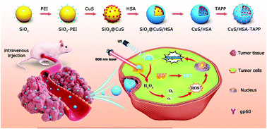 Graphical abstract: Flexible CuS-embedded human serum albumin hollow nanocapsules with peroxidase-like activity for synergistic sonodynamic and photothermal cancer therapy