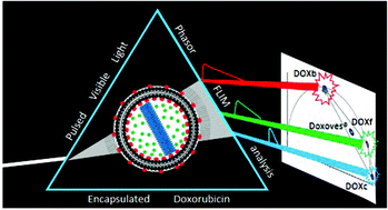 Graphical abstract: Fluorescence lifetime microscopy unveils the supramolecular organization of liposomal Doxorubicin