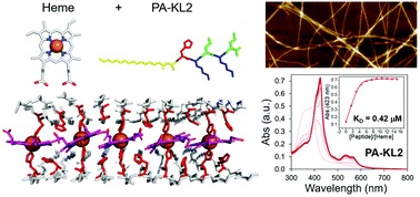 Graphical abstract: Designing 1D multiheme peptide amphiphile assemblies reminiscent of natural systems