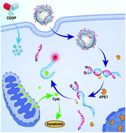 Graphical abstract: An activatable DNA nanodevice for correlated imaging of apoptosis-related dual proteins