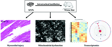 Graphical abstract: Myocardial toxicity induced by silica nanoparticles in a transcriptome profile