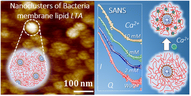 Graphical abstract: Solution and interfacial self-assembly of Bacillus subtilis bacterial lipoteichoic acid (LTA): nanoclustering, and effects of Ca2+ and temperature