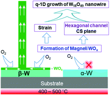 Graphical abstract: Unveiling low-temperature thermal oxidation growth of W18O49 nanowires with metastable β-W films