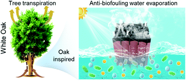 Graphical abstract: Oak-inspired anti-biofouling shape-memory unidirectional scaffolds with stable solar water evaporation performance