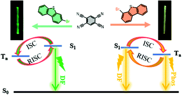 Graphical abstract: Cocrystallization tailoring radiative decay pathways for thermally activated delayed fluorescence and room-temperature phosphorescence emission