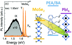 Graphical abstract: Interlayer excitons in MoSe2/2D perovskite hybrid heterostructures – the interplay between charge and energy transfer