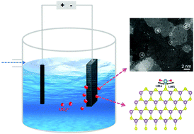 Graphical abstract: Sulfur edge in molybdenum disulfide nanosheets achieves efficient uranium binding and electrocatalytic extraction in seawater