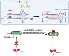 Graphical abstract: Gold nanocluster adjuvant enables the eradication of persister cells by antibiotics and abolishes the emergence of resistance