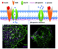 Graphical abstract: Mechanism of INSR clustering with insulin activation and resistance revealed by super-resolution imaging