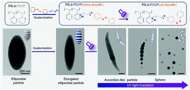 Graphical abstract: Light-driven sequential shape transformation of block copolymer particles through three-dimensional confined self-assembly