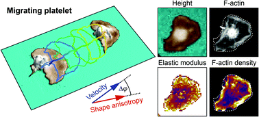 Graphical abstract: Mechanics of migrating platelets investigated with scanning ion conductance microscopy