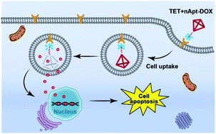 Graphical abstract: A covalently conjugated branched DNA aptamer cluster-based nanoplatform for efficiently targeted drug delivery