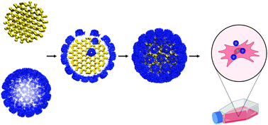 Graphical abstract: Packaging of DNA origami in viral capsids: towards synthetic viruses